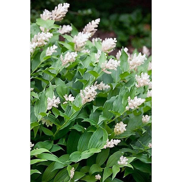 Smilacina Stellata Sternsiegel Ca. 9x9 cm Topf günstig online kaufen