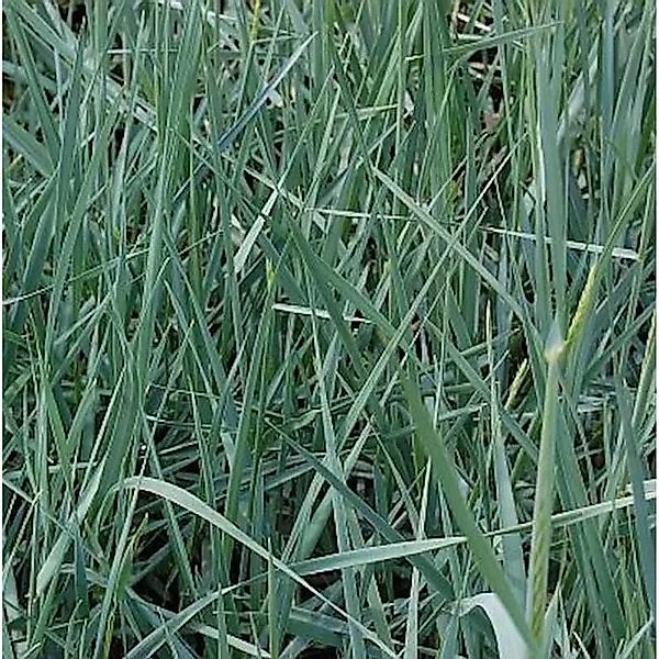 Strandroggen - Leymus arenarius günstig online kaufen