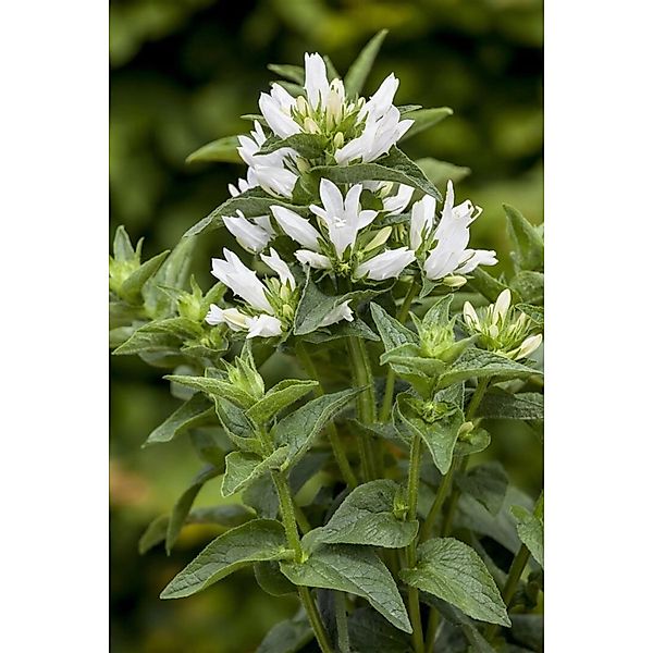 Campanula Glomerata Alba Knäuelglockenblume Ca. 9x9 cm Topf günstig online kaufen