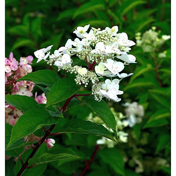 Rispenhortensie Polestar 20-30cm - Hydrangea paniculata günstig online kaufen