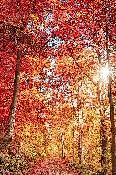 Bönninghoff Leinwandbild, Wald-Waldbilder-Bäume-Baumbilder-Natur-Landschaft günstig online kaufen