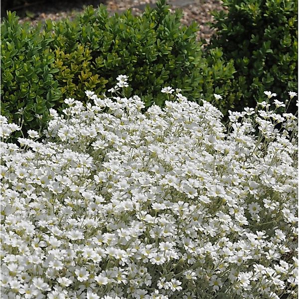 Niedriges Hornkraut - Cerastium tomentosum günstig online kaufen