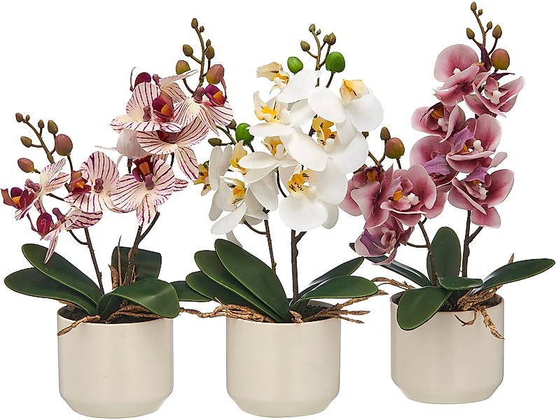 Kunstorchidee Orchidee Phalaenopsis, Creativ green, Höhe günstig online kaufen
