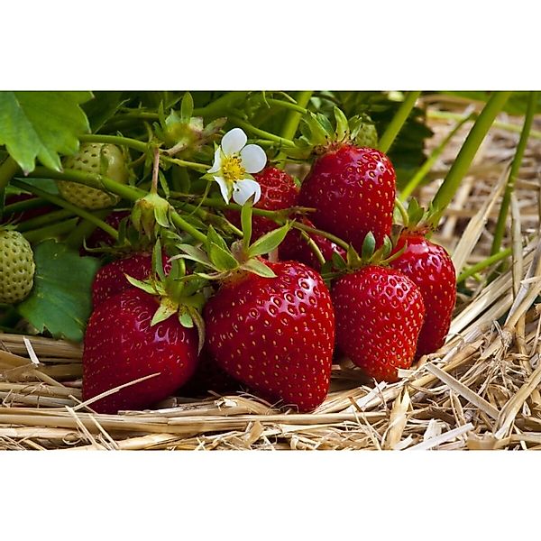 Fragaria Vesca Ostara Walderdbeere Rot Ca. 9x9 Cm Topf günstig online kaufen