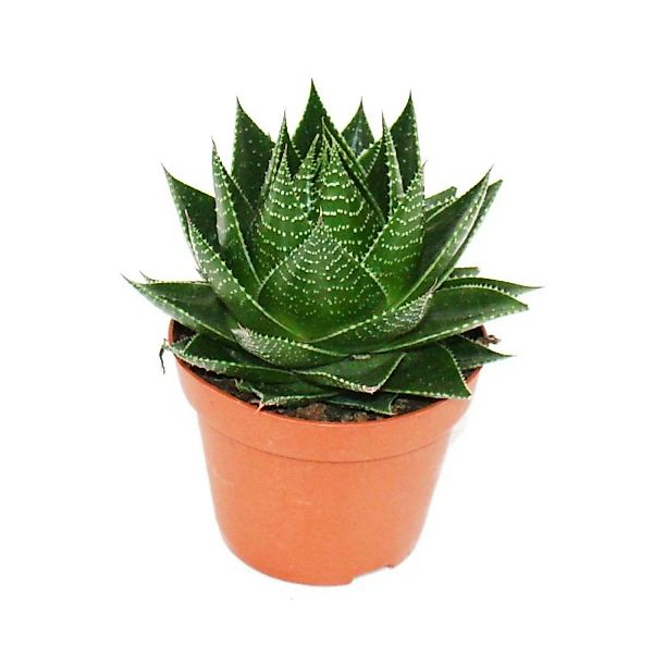 Exotenherz Aloe Cosmo Kugelförmige Aloe 12cm Topf Sukkulente Zimmerpflanze günstig online kaufen
