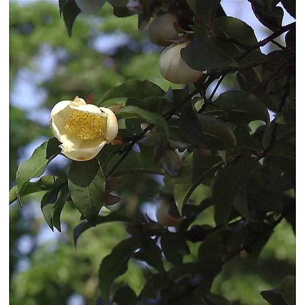 Japanische Scheinkamelie 80-100cm - Stewartia pseudocamellia günstig online kaufen