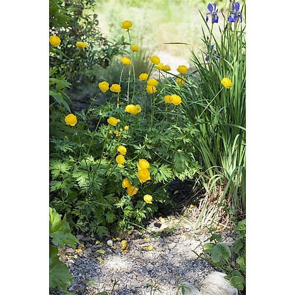 Trollius Europaeus Europäische Trollblume Ca. 9x9 cm Topf günstig online kaufen