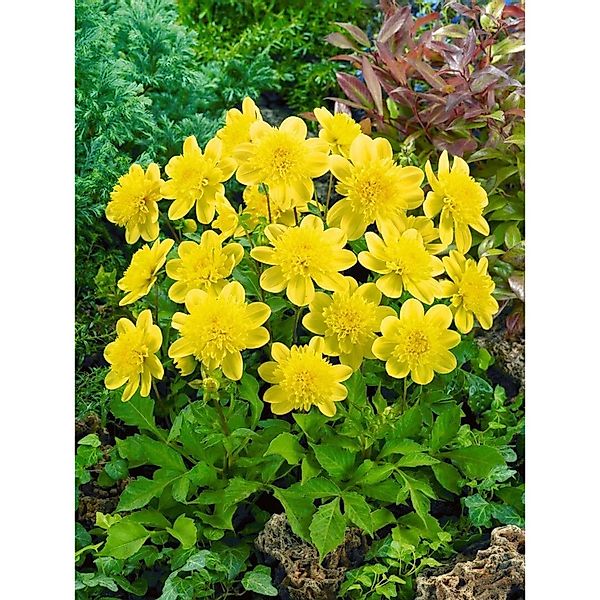 Anemone Palmata Ca. 9x9 cm Topf günstig online kaufen