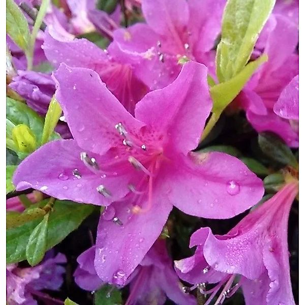 Kriechende Immergrüne Zwerg Azalee Kakadu 25-30cm - Rhododendron nakaharai günstig online kaufen