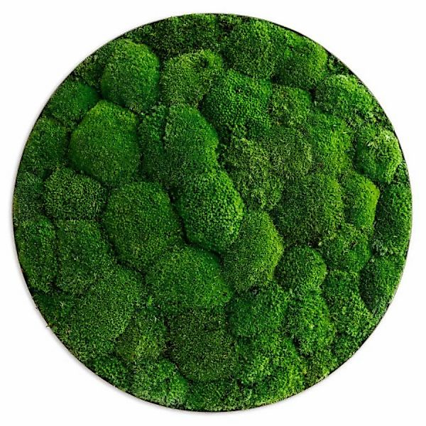 Moosbild im Kugelmoosdesign Ellipsoid | 54cm | Rahmen Edelstahl günstig online kaufen