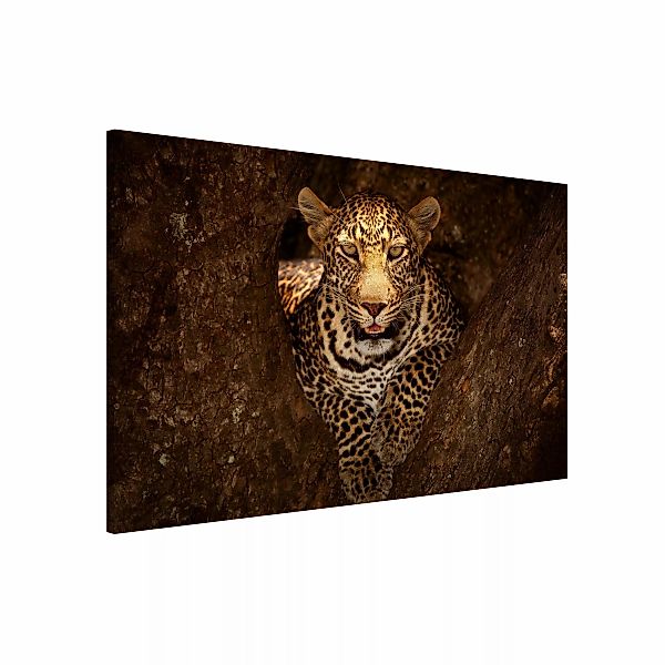 Magnettafel - Querformat 3:2 Leopard ruht auf einem Baum günstig online kaufen