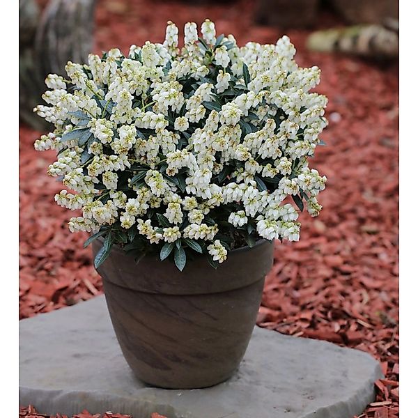 Schattenglöckchen Lavendelheide Debutante 25-30cm - Pieris japonica günstig online kaufen