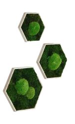 Gedankenwunder Manufaktur Bild Moosbild Hexagon Rahmen günstig online kaufen