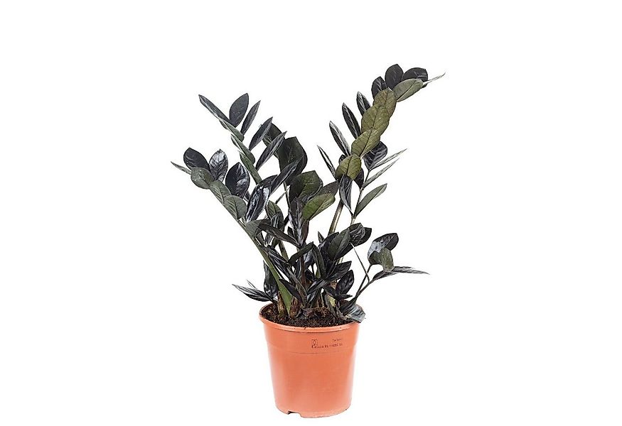 Flowerbox Zimmerpflanze Glücksfeder "Raven" 4+ - schwarze Zamioculcas zamii günstig online kaufen