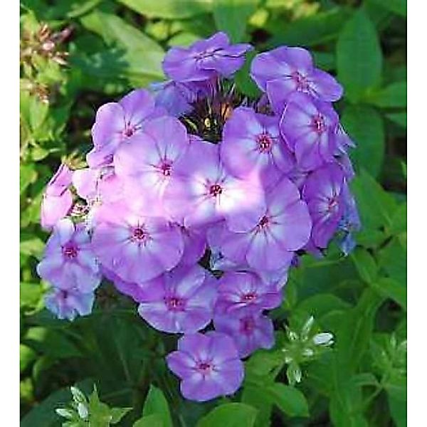 Hohe Flammenblume Blue Boy - Phlox Paniculata günstig online kaufen