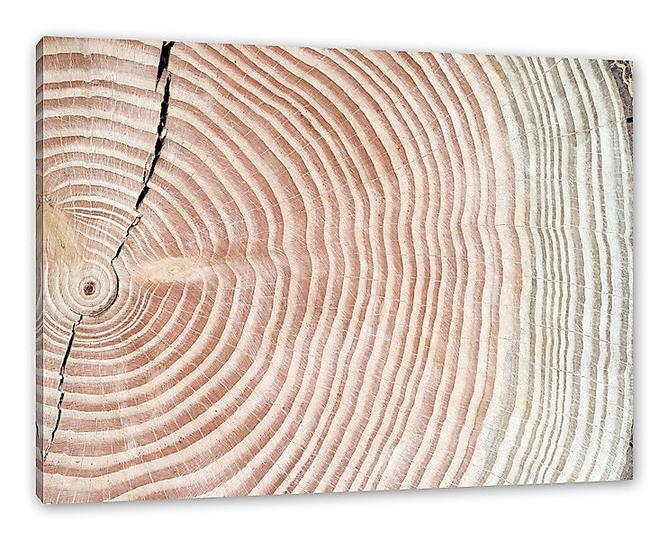 Pixxprint Leinwandbild Baumstamm Jahresringe, Baumstamm Jahresringe günstig online kaufen