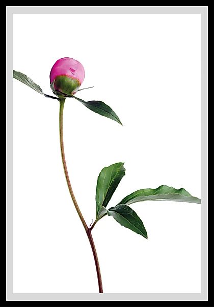 queence Bild "Manuel", Blumen, gerahmt, Rosen günstig online kaufen