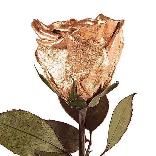 Kunstblume Ewige Rose konserviert mit Stiel günstig online kaufen