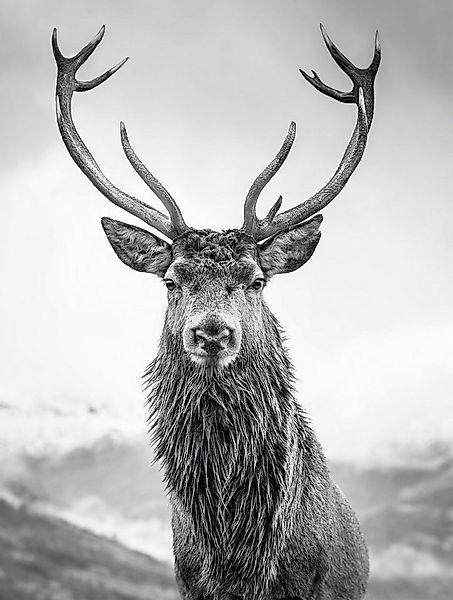 Bönninghoff Leinwandbild, Hirsch (1 St), BxH: 46x61 cm günstig online kaufen