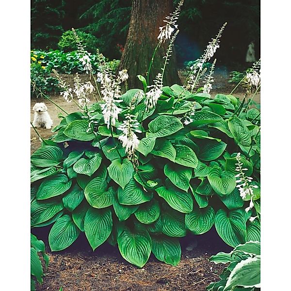 Hosta Plantaginea Honeybells Duftende Funkie Ca. 11x11 cm Topf günstig online kaufen