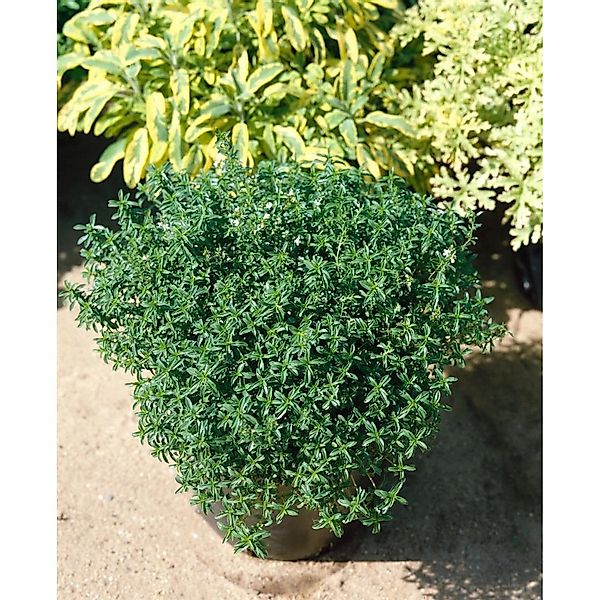 Satureja Montana Ssp.montana Citriodora Bergbohnenkraut Ca. 9x9 cm Topf günstig online kaufen
