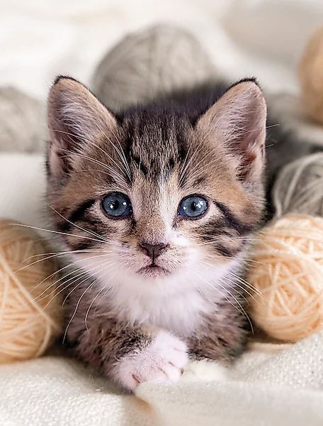 KiNZLER Wohndecke »Mikrofaser Fotodruck "Katze"« günstig online kaufen