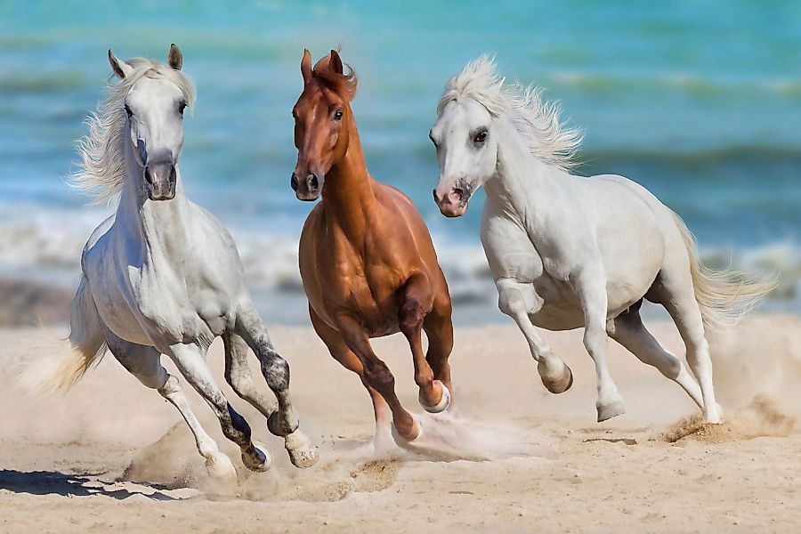 Papermoon Fototapete »Horse Herd Run Gallop« günstig online kaufen