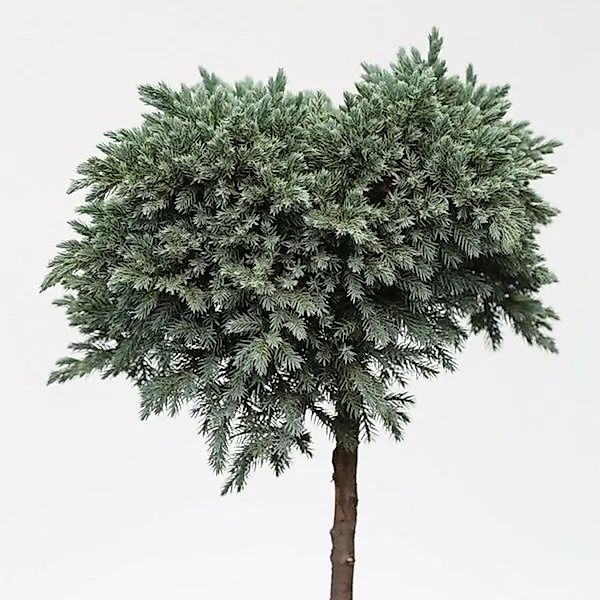 Hochstamm Blauer Sternwacholder 40-60cm - Juniperus squamata günstig online kaufen