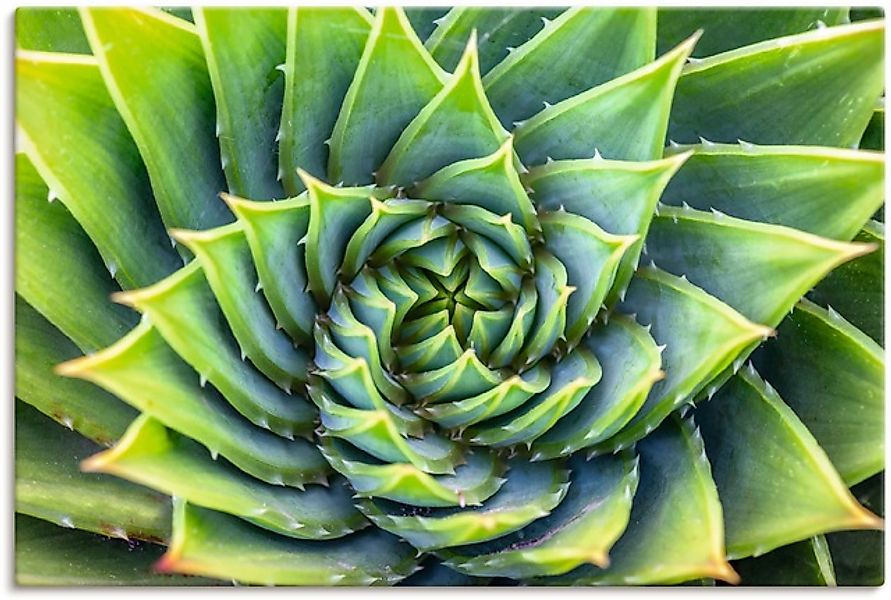 Artland Wandbild "Grüne Spirale", Pflanzenbilder, (1 St.), als Alubild, Lei günstig online kaufen