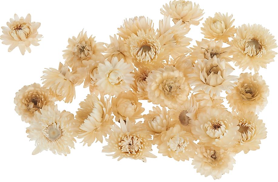 Kunstpflanze Strohblumenköpfe in Box, VBS, 20 günstig online kaufen