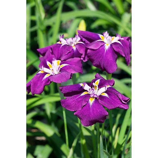 Iris Ensata Schwertlilie Ca. 11x11 cm Topf günstig online kaufen