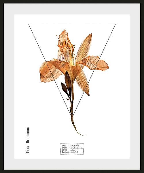 queence Bild "Hemerocallis", (1 St.) günstig online kaufen