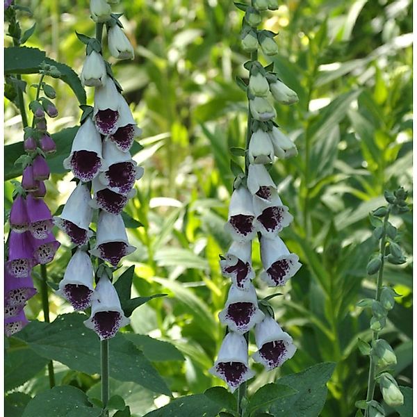 Fingerhut Pams Choice - Digitalis purpurea günstig online kaufen