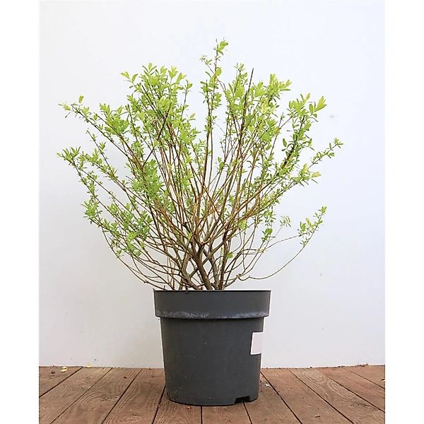 Salix Integra Hakuro Nishiki Japanische Weide Buntes Laub 60–100 cm günstig online kaufen