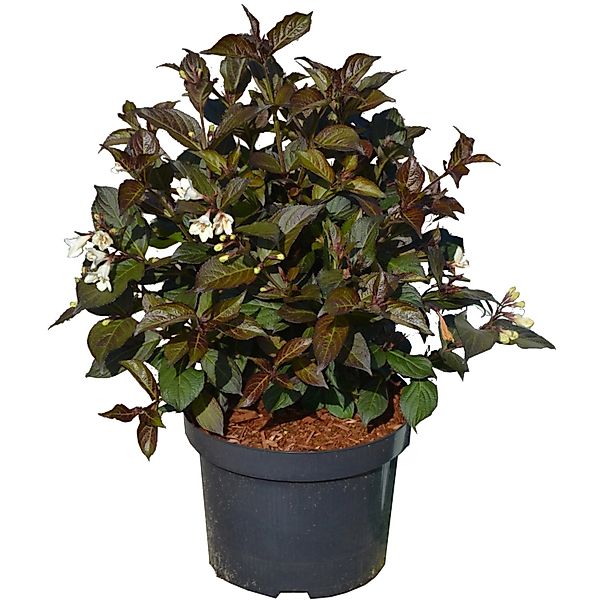 Weigelie Ebony and Ivory Höhe ca. 50-60 cm Topf ca. 6 l Weigela florida günstig online kaufen