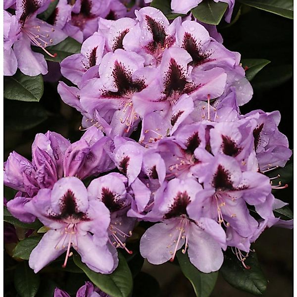 INKARHO - Großblumige Rhododendron Christiane Herzog 40-50cm - Alpenrose günstig online kaufen