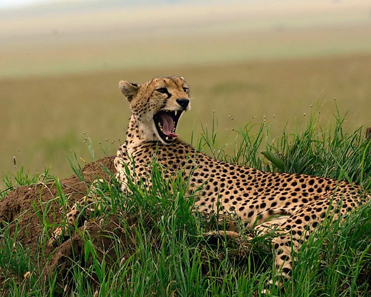 Fototapete "Gepard Afrika" 4,00x2,50 m / Strukturvlies Klassik günstig online kaufen