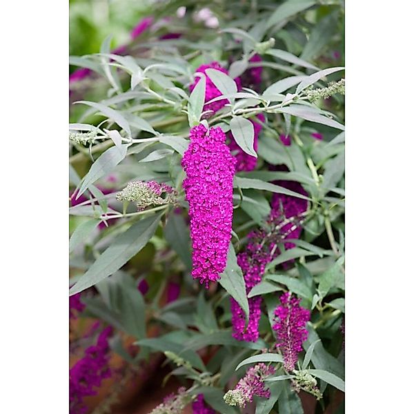 Buddleja Davidii Schmetterlingsstrauch Cardinal 40-60 cm günstig online kaufen