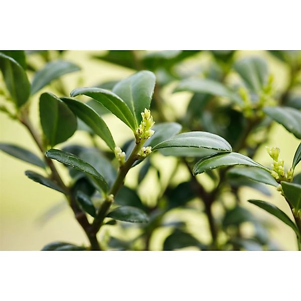 Ilex crenata 'Dark Green' -R- 100-125 cm günstig online kaufen