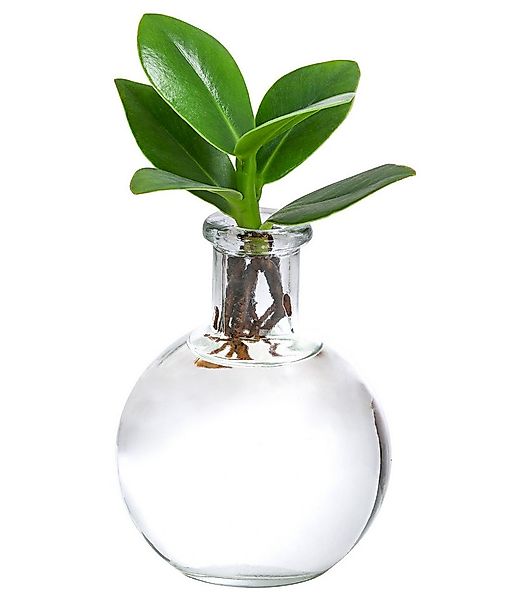 Dehner Zimmerpflanze Waterplant Balsamapfel Princess, Clusia rosea, Ø 7 cm, günstig online kaufen