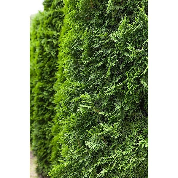 Thuja occidentalis 'Columna' 150-175 cm günstig online kaufen