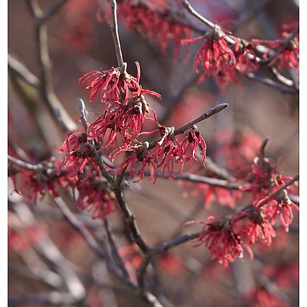 Rote Zaubernuß Ruby Glow 40-60cm - Hamamelis intermedia günstig online kaufen