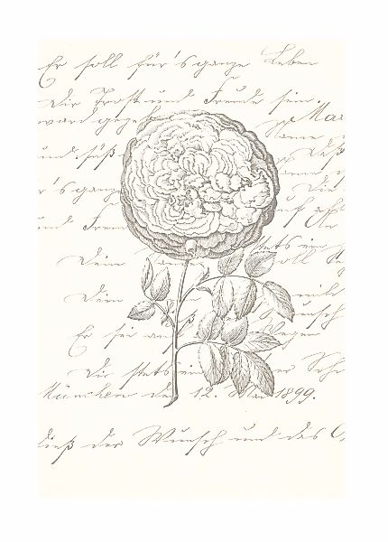 Komar Bild "Ma Chérie" Natur 1 Stk. tlg. Wandbild zur Dekoration - ohne Rah günstig online kaufen