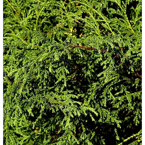 Fadenzypresse Minta 15-20cm - Chamaecyparis pisifera günstig online kaufen