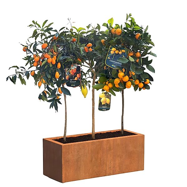 Citrus Mix Set Corstenstahl-Kübel Topf-Ø ca. 100 cm x 40 cm x 40 cm günstig online kaufen