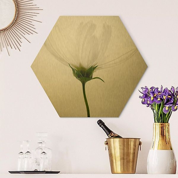 Hexagon-Alu-Dibond Bild Blumen Weiße Cosmea günstig online kaufen