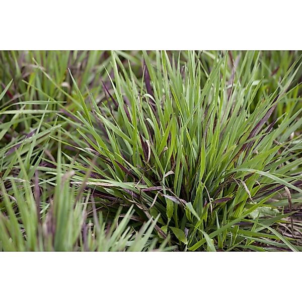 Luzula Pilosa Igel Waldmarbel Ca. 9x9 cm Topf günstig online kaufen