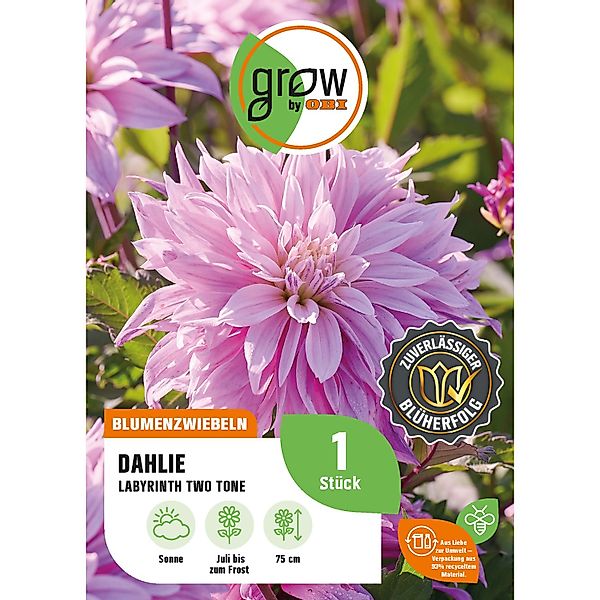 GROW by OBI Dahlie Labyrinth Two Tone Höhe ca. 75 cm günstig online kaufen