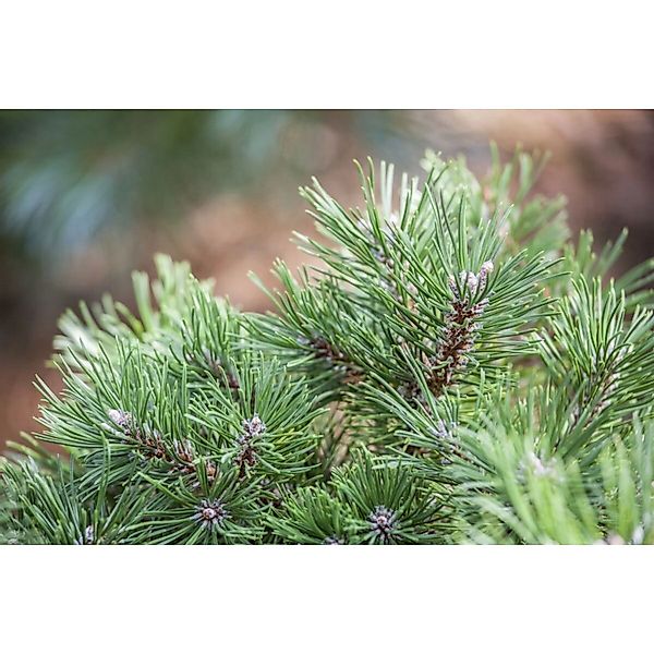 Pinus Uncinata Berg-Kiefer 100–125 cm günstig online kaufen