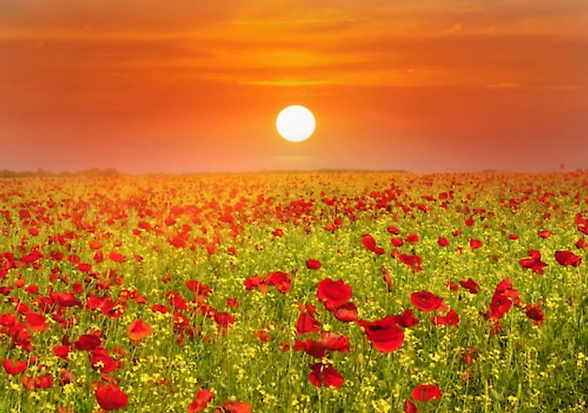 Papermoon Fototapete »Red Poppies Field« günstig online kaufen